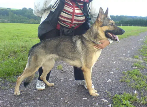 arwen od ricky olesnice